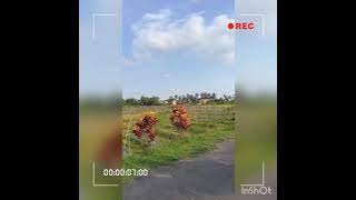 review merpati tinggi trah gudang garam