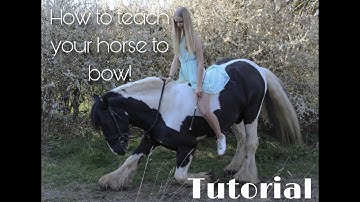 Tutorial | How to teach your horse to bow | First video!