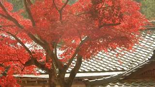 紅葉に行ってみた 日吉大社/滋賀(2017.11.26) 紅葉に行ってみた 日吉大社/滋賀(2017.11.26)