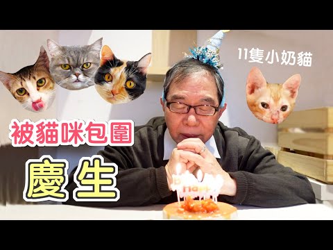 被奶貓包圍慶生♥貓咪中途咖啡廳初體驗｜傲嬌爸的養貓日常