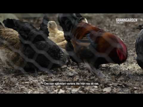 Video: Tips För Vård Av Fjäderfä