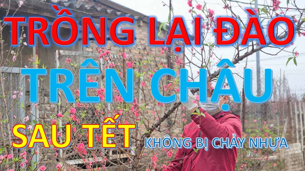 Cách Trồng Lại Cây Đào Sau Tết (Tết Sau Sai Hoa Nhiều Nụ )