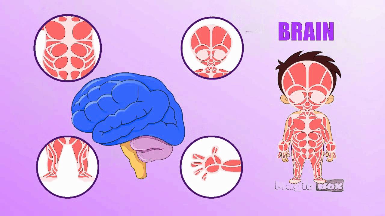 Body Parts In Tamil For Kids EVS Worksheets Download Free Printable