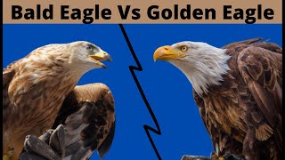 Golden Eagle Vs Bald Eagle Fight Comparison || Who Will Win by Animal Tube 3,560 views 2 years ago 4 minutes, 5 seconds