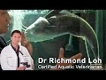 Giant Red Tail catfish floating and not eating, force feeding and treating swim bladder disorder