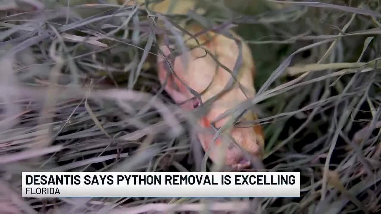 DeSantis seeks continued funding for python removal program - YouTube