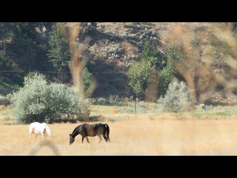 Gentleman Bandit (2024) TEASER