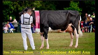 Baileys 2026.The final 2.Ann vs Lila Z..All Ireland Dairy Cow Championship.Virginia Cavan County IE