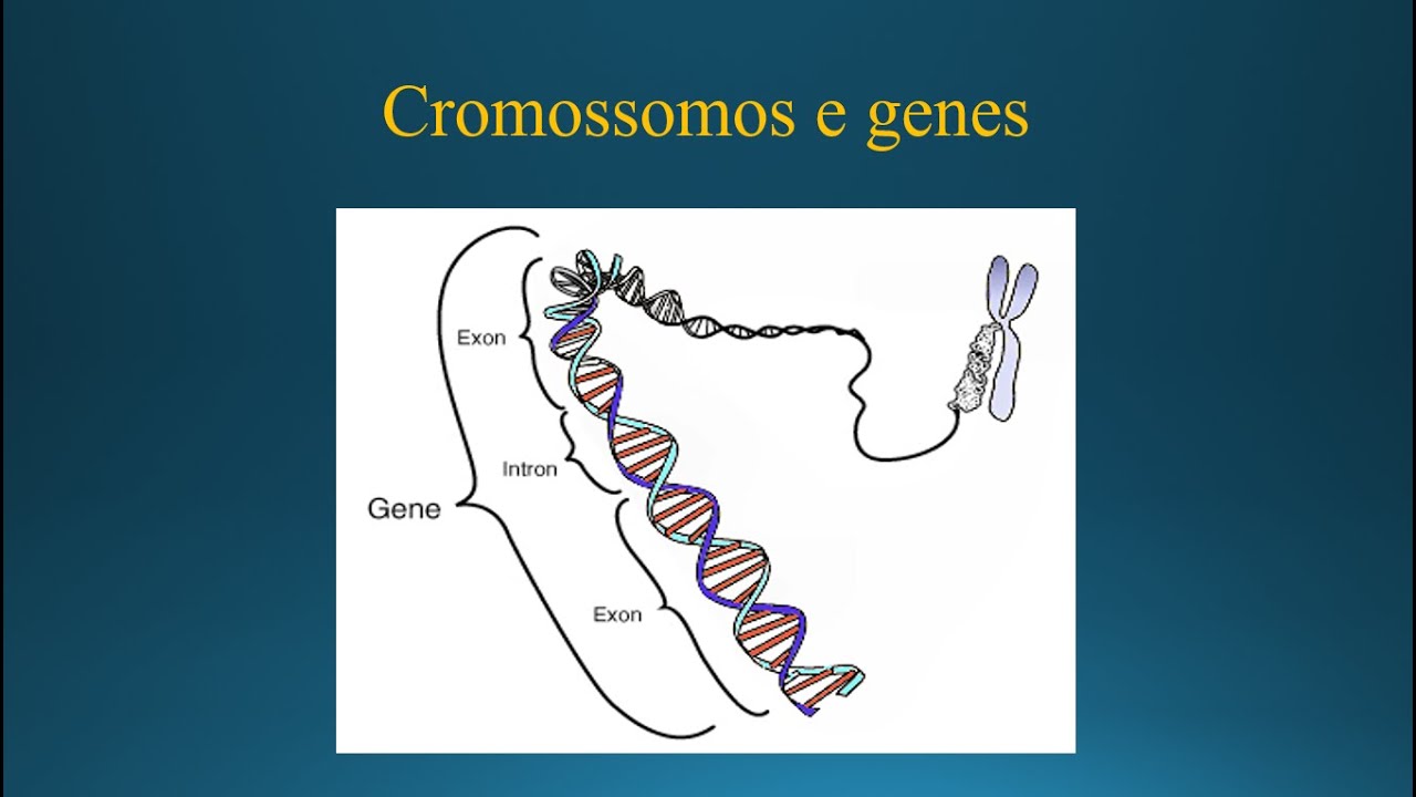 Como Se Denomina O Conjunto De Genes De Um Organismo