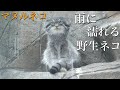 雨の日のマヌルネコ〜雨に濡れる長毛の野生ネコ〜