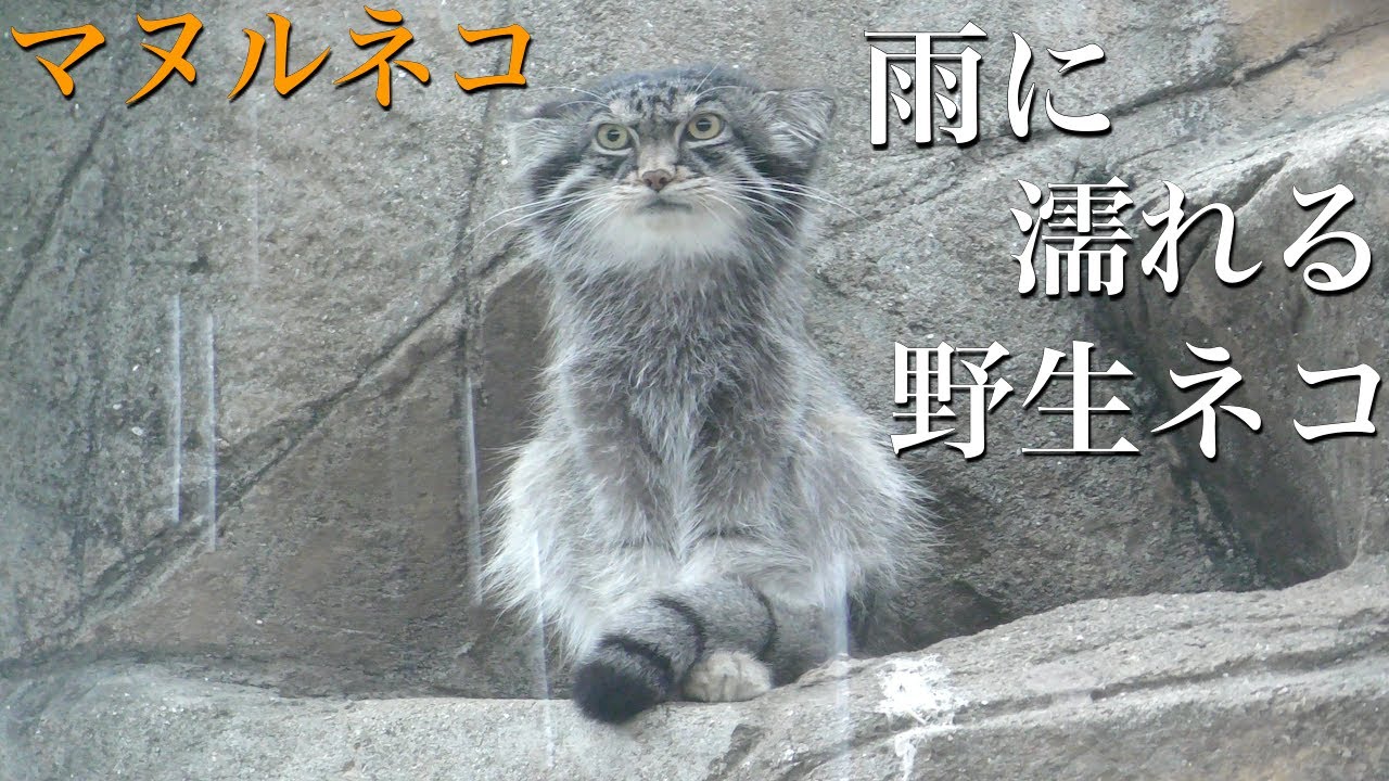 雨の日のマヌルネコ〜雨に濡れる長毛の野生ネコ〜 - YouTube