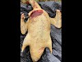 Тетерев на манок. Ехал за тетеревом, а добыл утку((((