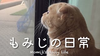 【密着】自宅警備員スコティッシュフォールドもみじの一日Close look at the day of home security guard scottish fold Momiji