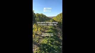 Harvest & Winemaking in Hudson Valley, NY | Beyond the Bottle