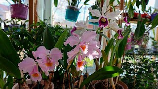 :  : Cattleya schroederae  Laelia purpurata