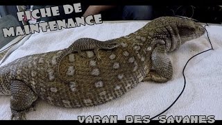 Varan des savanes / Renseignements - Elevage - Maintenance de A à Z