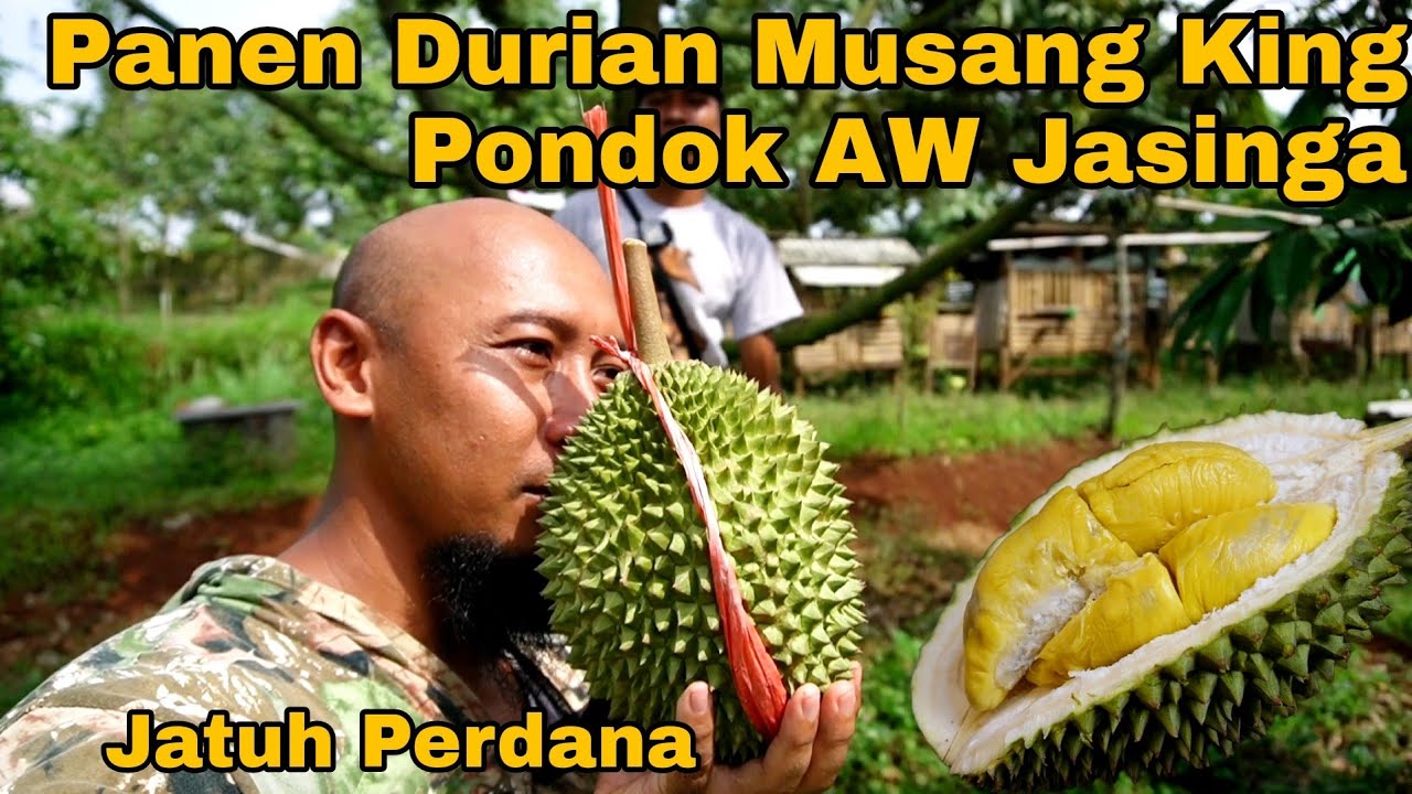 Panen Durian Musang King Perdana Kebun Pondok AW Jasinga