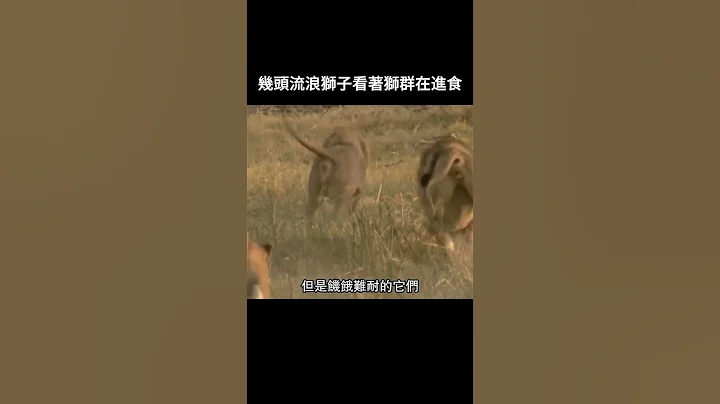 幾頭流浪獅子看着獅群在進食 - 天天要聞