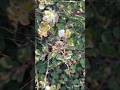 شاهد العنكوب كبير في نبات الكبار ماشاء الله كبار عنكبوت عشقالطبيعه Nature شاهد العنكوب كبير في نبات الكبار ماشاء الله كبار عنكبوت عشقالطبيعه Nature