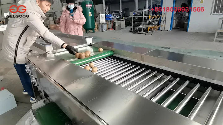 Kiwi Size Grading Machine Fruit Sorting Machine