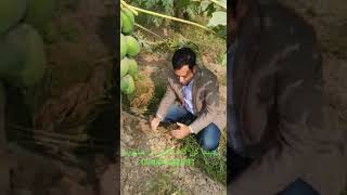 Papaya Cultivation Tips By Green Circle 0344 444 2001, Stan Papeeta Fruit Trees.