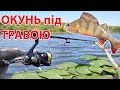 ✅ Ловля окуня під травою рибалка на річці на джиг ✅