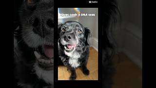 Peki-Pom-Poo-Chi To Be Exact