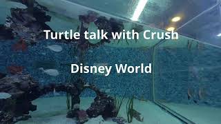 Crush at Disney world, so awesome