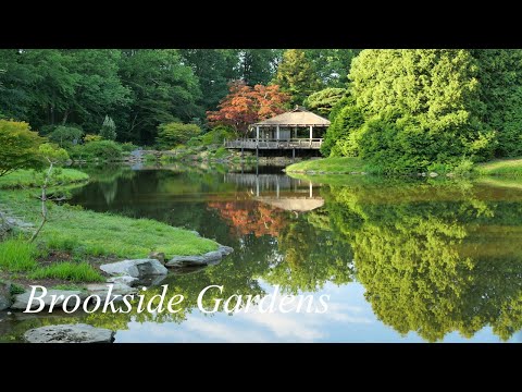 Video: Avastage Brookside Gardensi jõulutuled