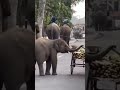 बच्चे बच्चे ही होते हैं चाहे इंसान के हों या हाथी #animal #cartoonvideo #funny #comedy #shorts