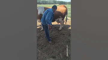 Cow Hooves Care An Important Farm Job Hoof Trimming 