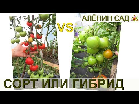 Гибрид или сорт? Что лучше?