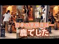 【海外の反応】奈良の鹿がレストランの警備員に⁉︎ 日本では当たり前の光景に世界が感動！「自国ではありえない…」と称賛の嵐