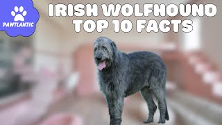 Irish Wolfhound: Majestic Giants of History and Heart