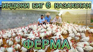 Ферма индюков БИГ6 в Казахстане