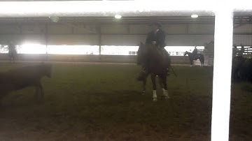 Shizzle Whizzles First ARHA Ranch Cutting Class with Steve Lantvit