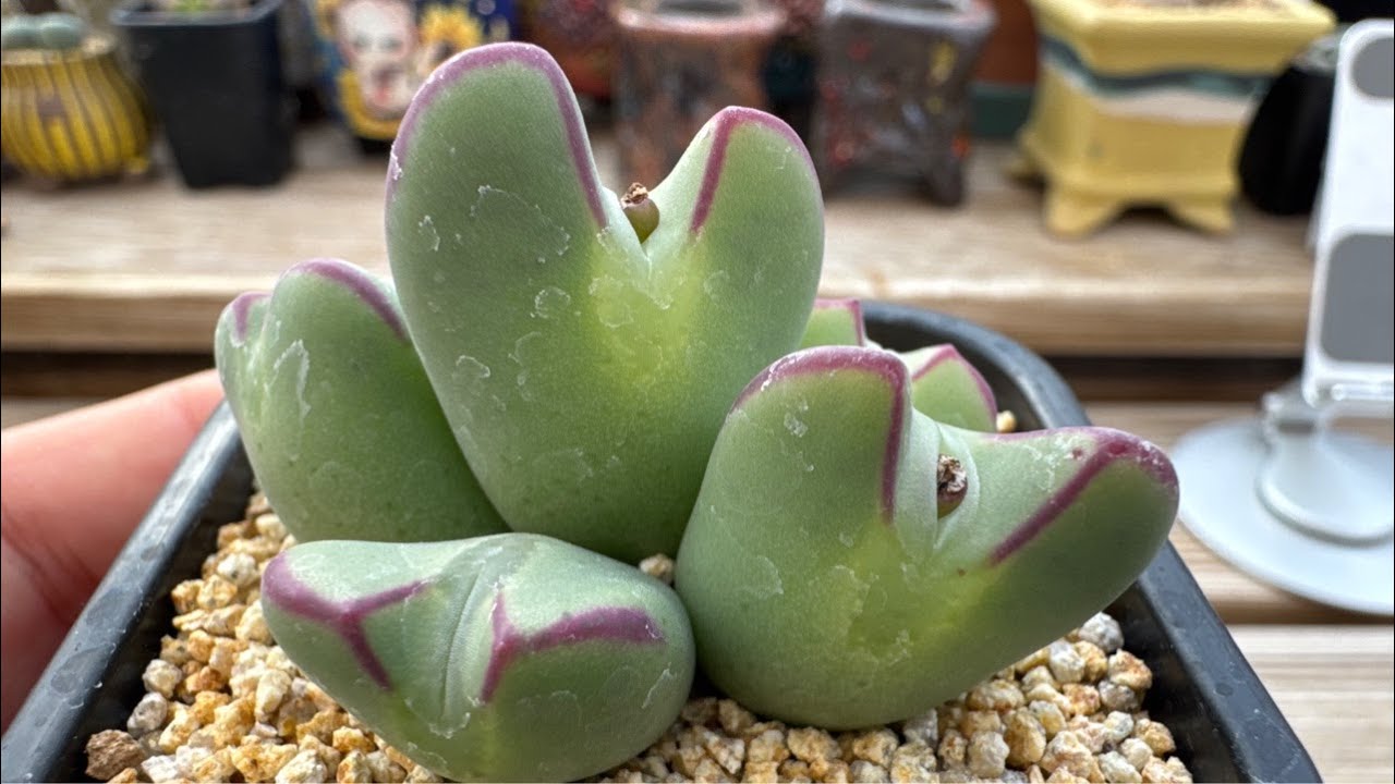 2026년03월07일 라이브방송