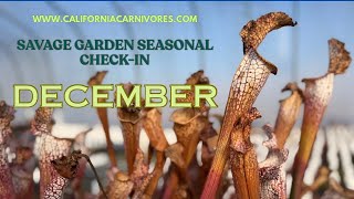 Savage Garden Seasonal Check In: December Cool Weather & Bright Skies 