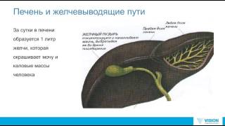 Причины заболевания печени и желчного пузыря. Лечение, профилактика.