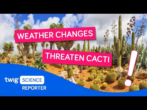 Video: Waarom wordt de ijzerhoudende pygmee-uil van de cactus met uitsterven bedreigd?