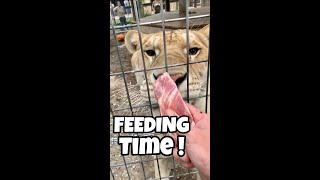 Feeding Time!