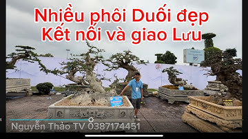 Ngày nhận cây thứ 3các nhà vườn đưa về triển lãm Bắc Ninh rất nhiều siêu phôi duối kết nối giao lưu