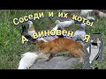 Голуби и соседские кошки(вредители) Pigeons and neighbor cats (pests)