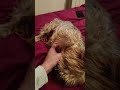 #yorkie#yorkshireterrier#yorkshire#perros#pets#puppy#puppylove#dog