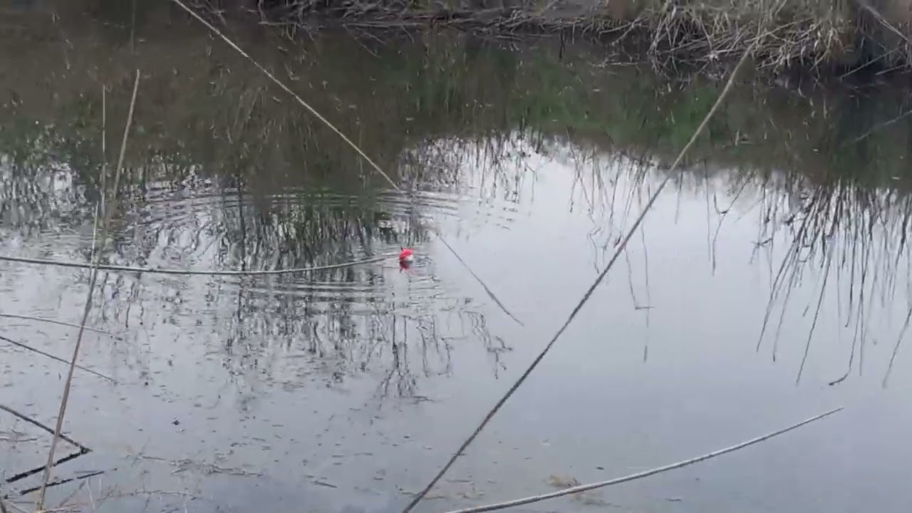 Ləzzətli balıq ovu böyük Karas ovu yem soxulcan