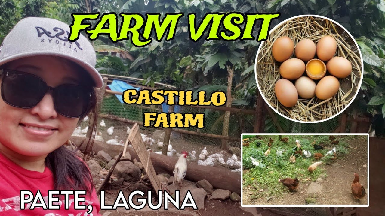 FARM VISIT AT CASTILLO FARM / Paete, Laguna