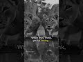 #I am the lion#Motivational quotes @Siskiyaa-l9e