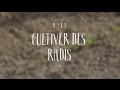 Cultiver des radis