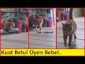 Gelagat si kucing oyen membebel makanan dah habis tengok apa oyen tu bebel