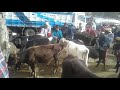 Feria de ganados en calpi Riobamba